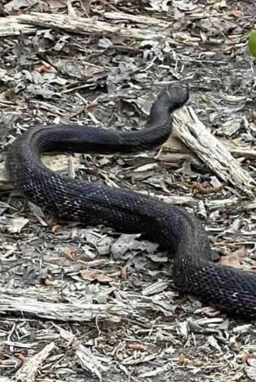 Rat Snake (1).JPG