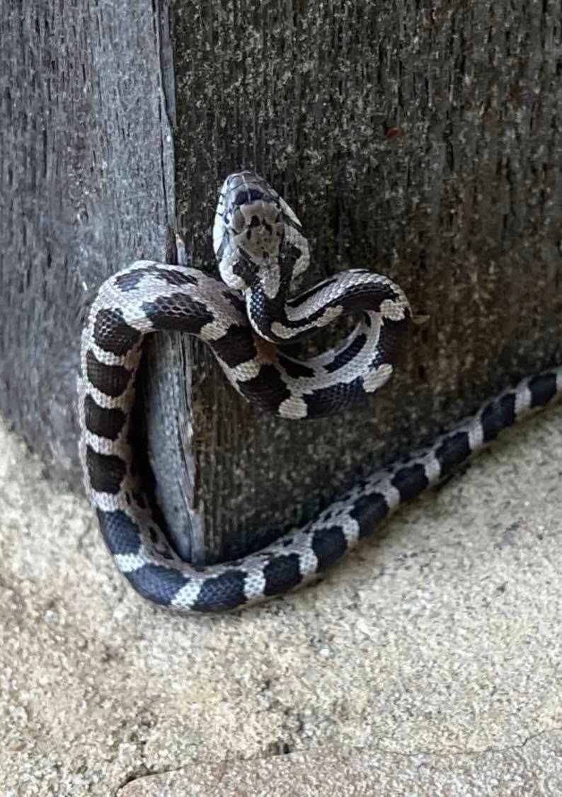 Rat Snake (2).JPG