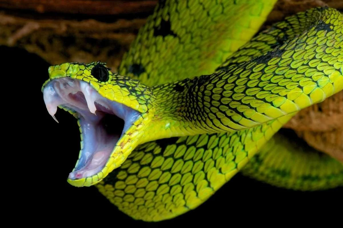 What to do in a Venomous Snake Encounter