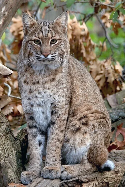 Meet the Bobcat: North America's Elusive Wildcat