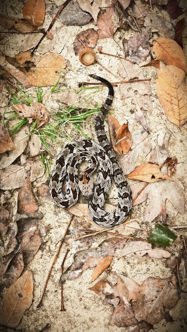 A Study in Patience: The Vulnerable Reproductive Cycle of Timber Rattlesnakes