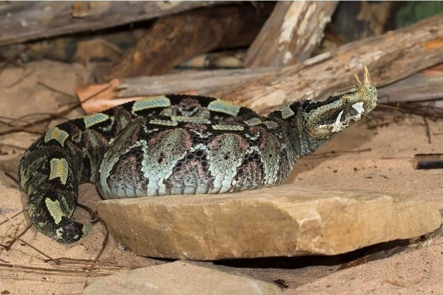 The Rhinoceros Viper: Africa’s Hidden Jewel of the Forest Floor