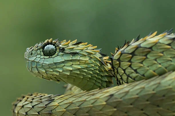 The Enigmatic Beauty of the African Hairy Bush Viper
