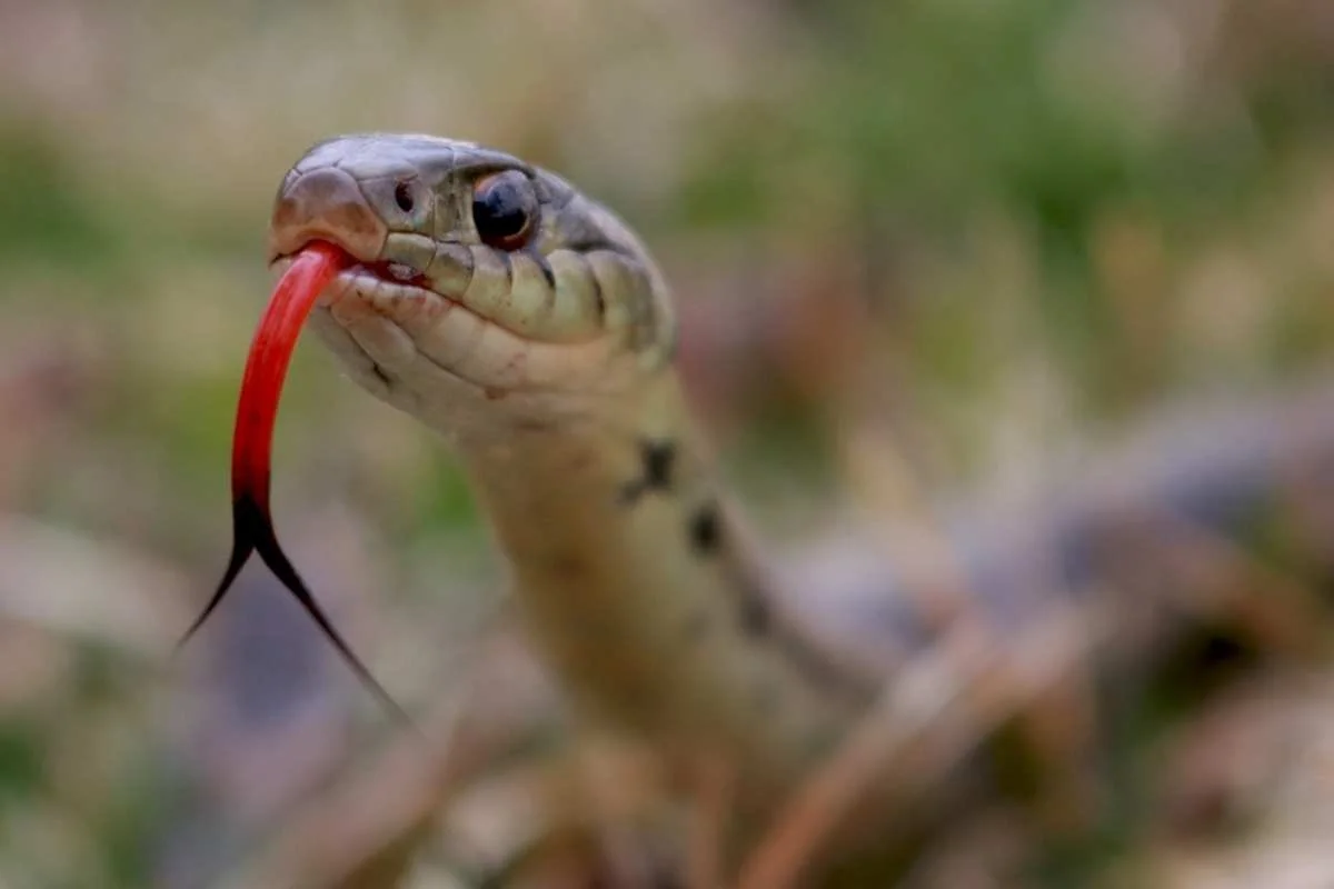 Where do Snakes go in the Winter — Snake Snap