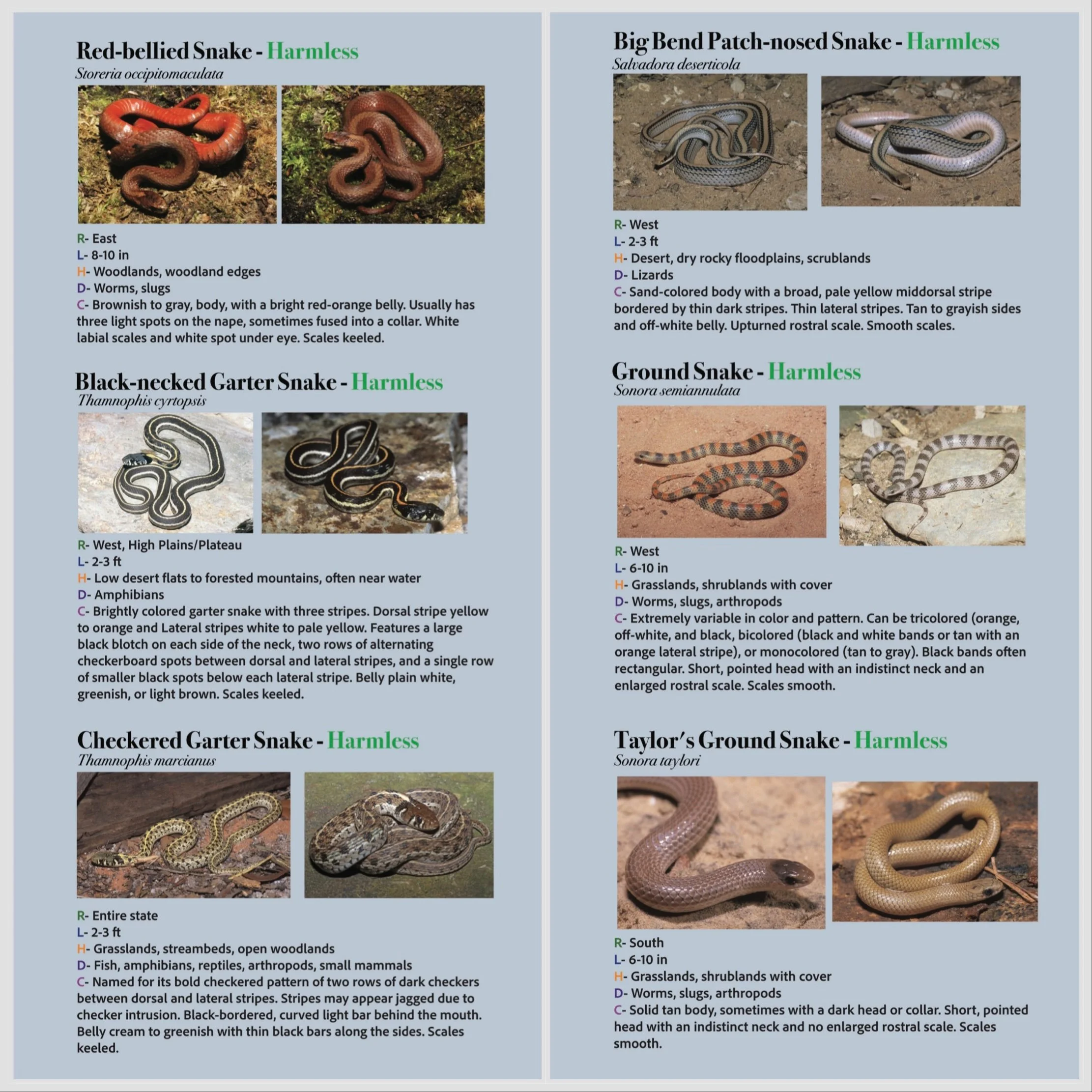 Snakes of Texas Inner digital.JPEG