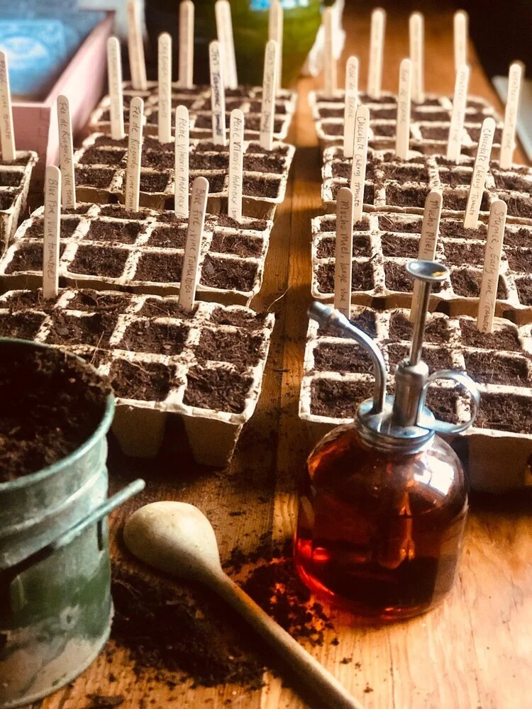 Tomato Seed Planting