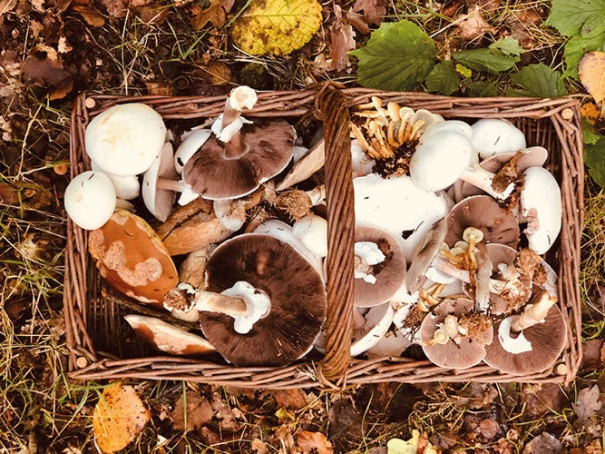 Foraging For Mushrooms