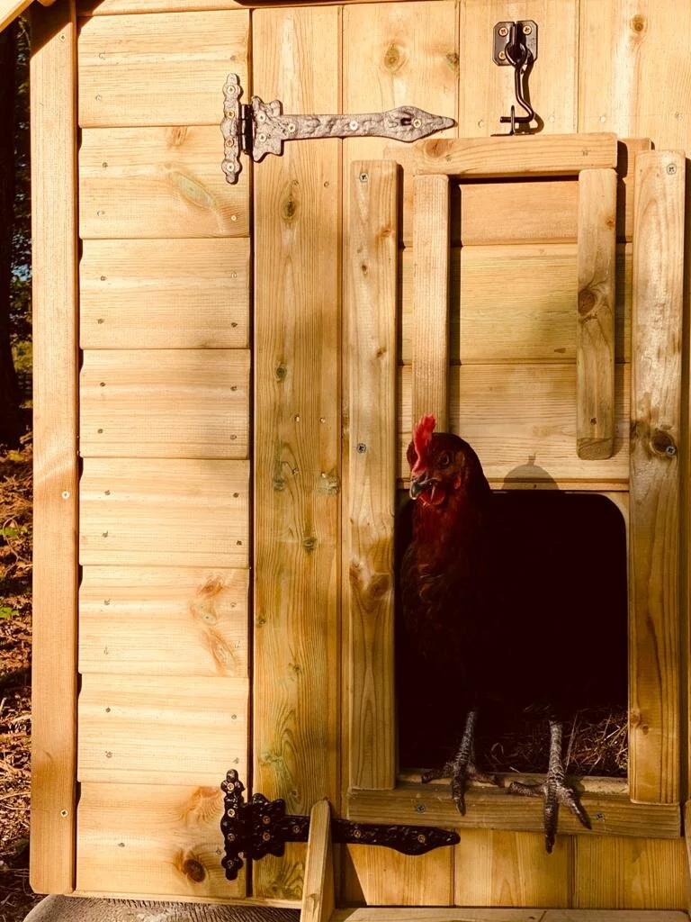 My Day to Day Chicken Routine