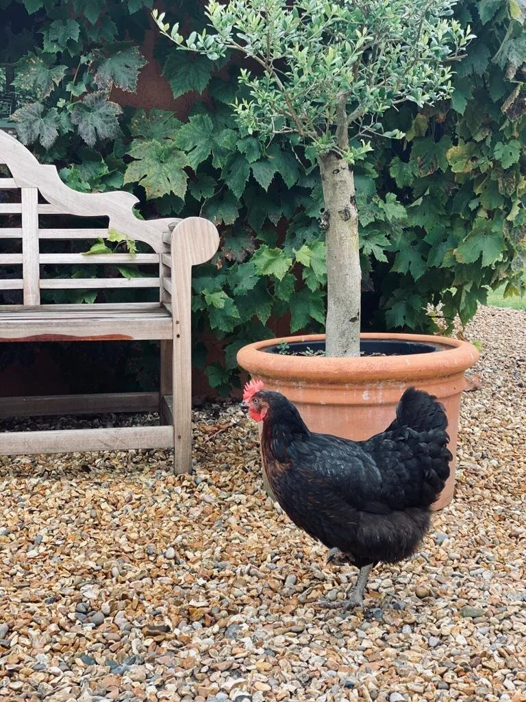 Top 10 Tips On Keeping Hens