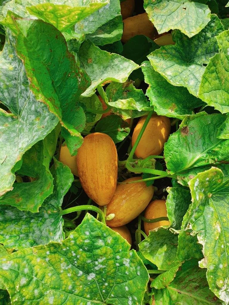 Five Vegetables That I Am Planting This October