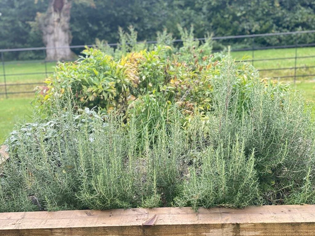 Growing Your Own Herbs