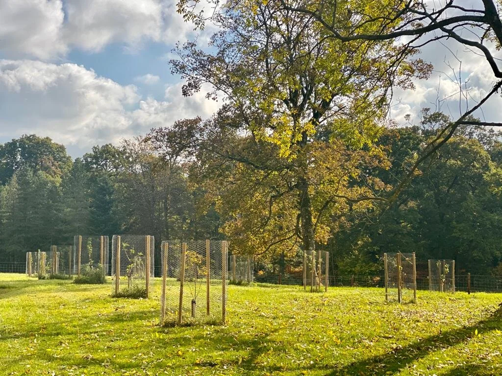 Thinking Of Planting An Orchard Or A Tree?