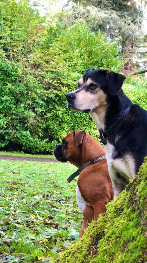 6 Reasons Why Owning A Dog Could Be Good For You