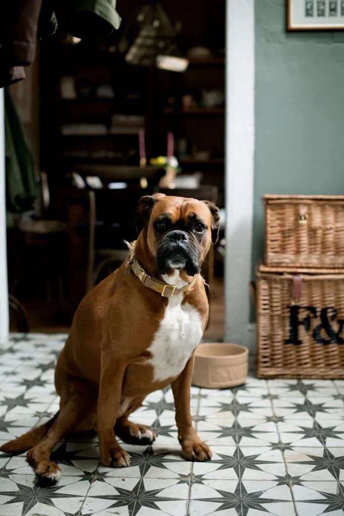 My Tried & Tested Top 6 Nutritional Ingredients To Add To Your Dogs Meals