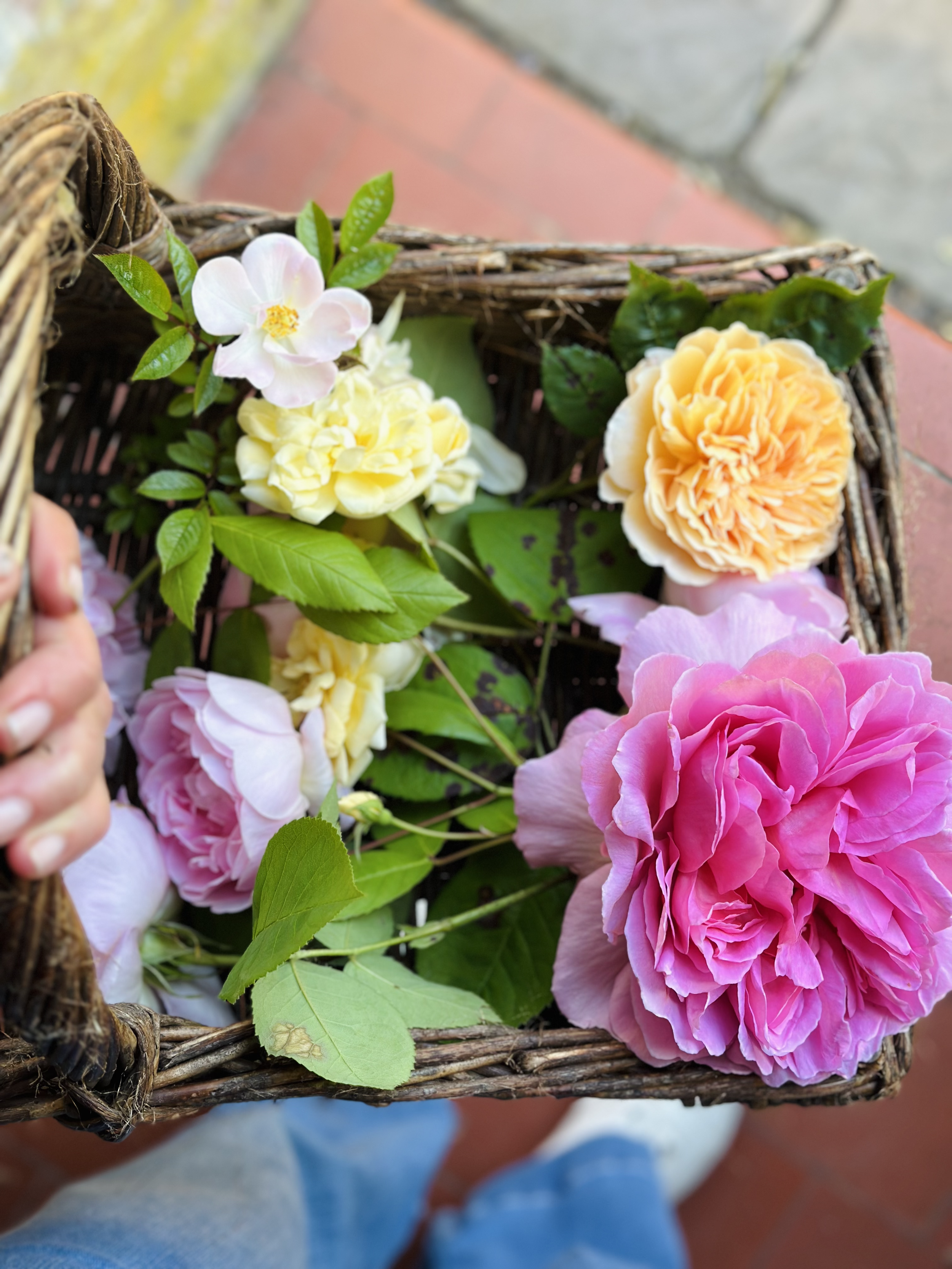 Rose &amp; Fruit Tree Pruning