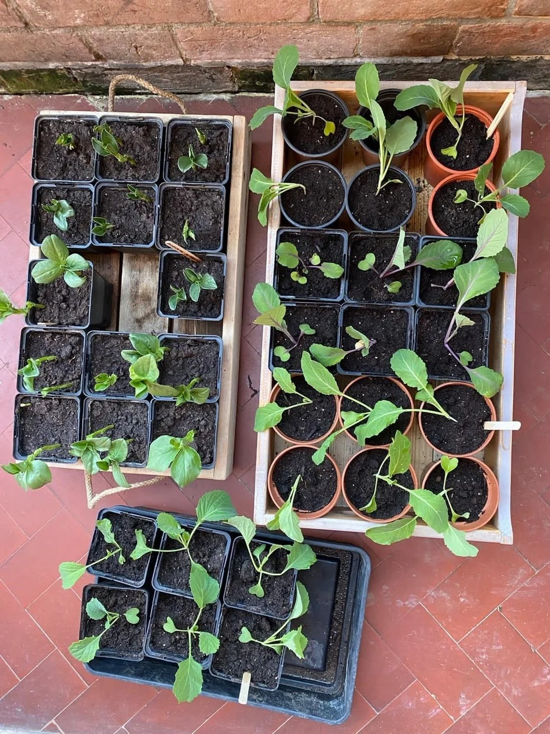 seedlings.jpeg