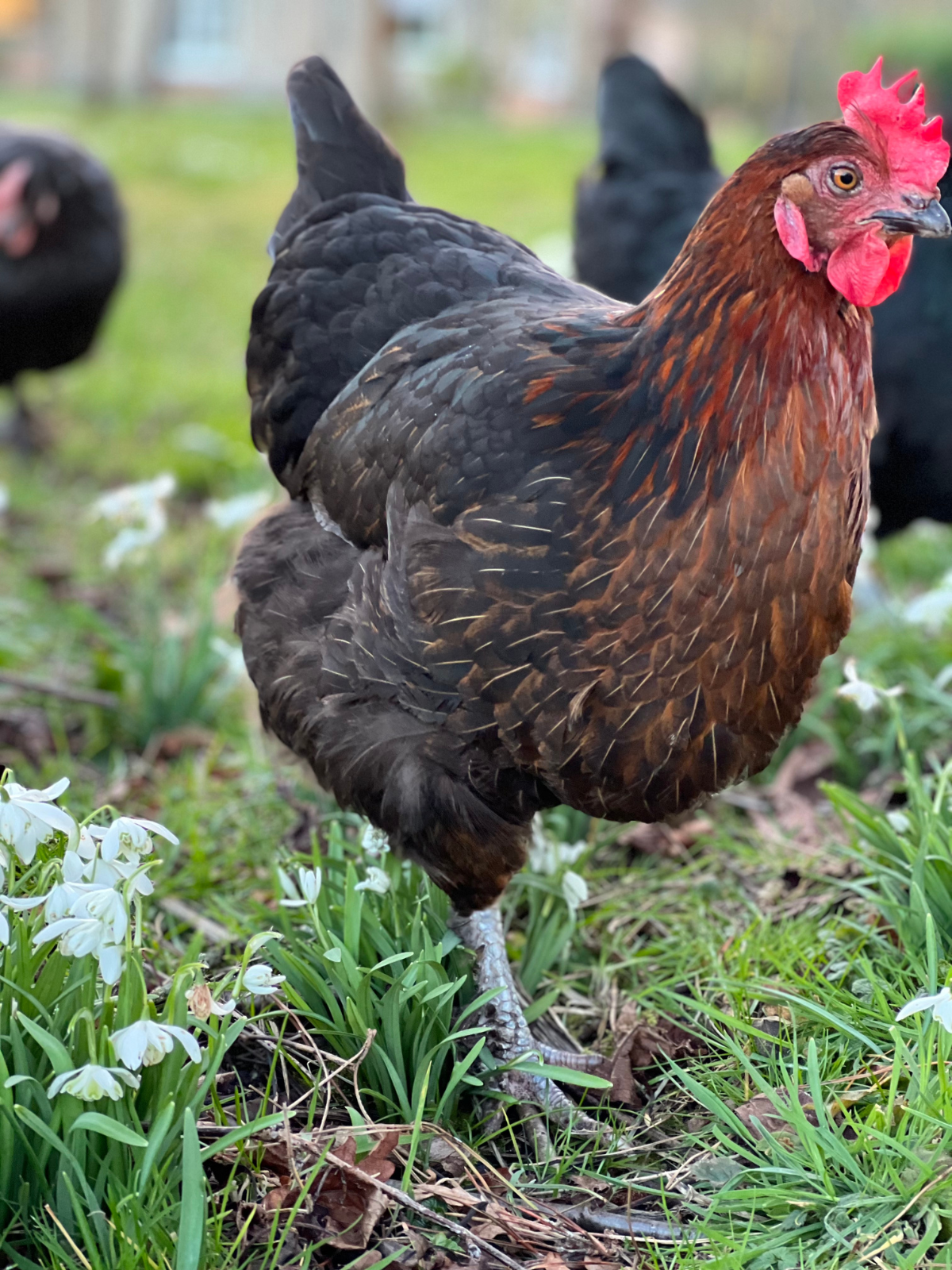 Top 10 Tips On Keeping Hens Clodagh McKenna1.png