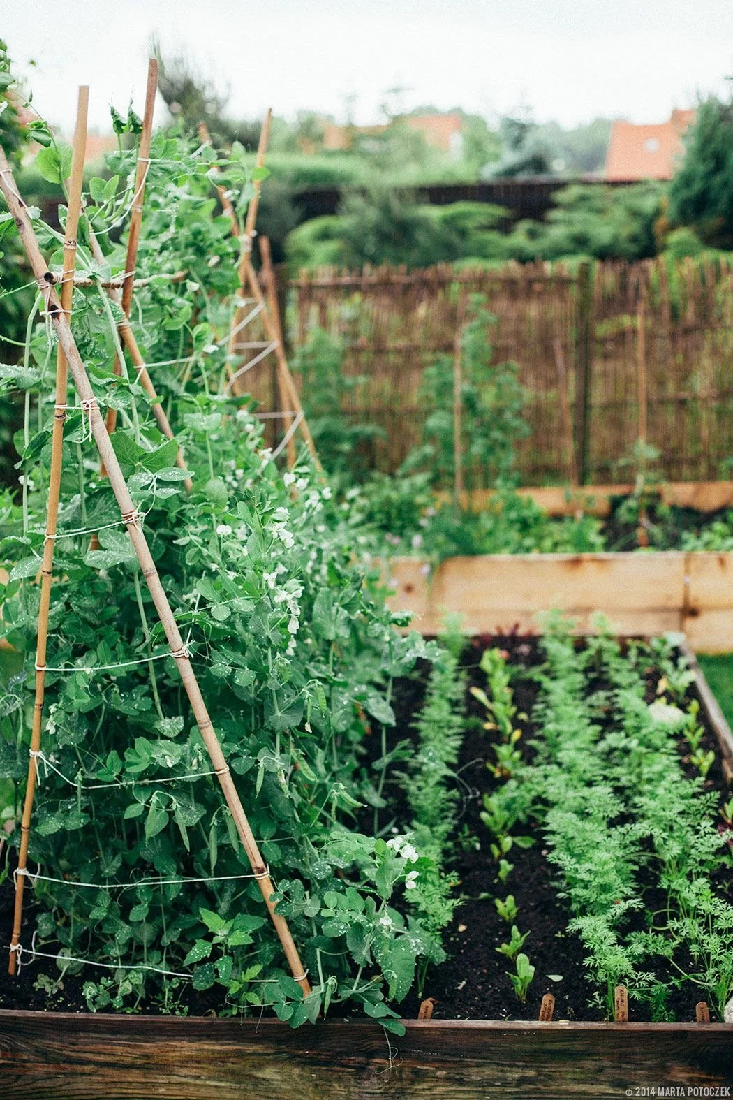 Pea, and bean climbing structures!