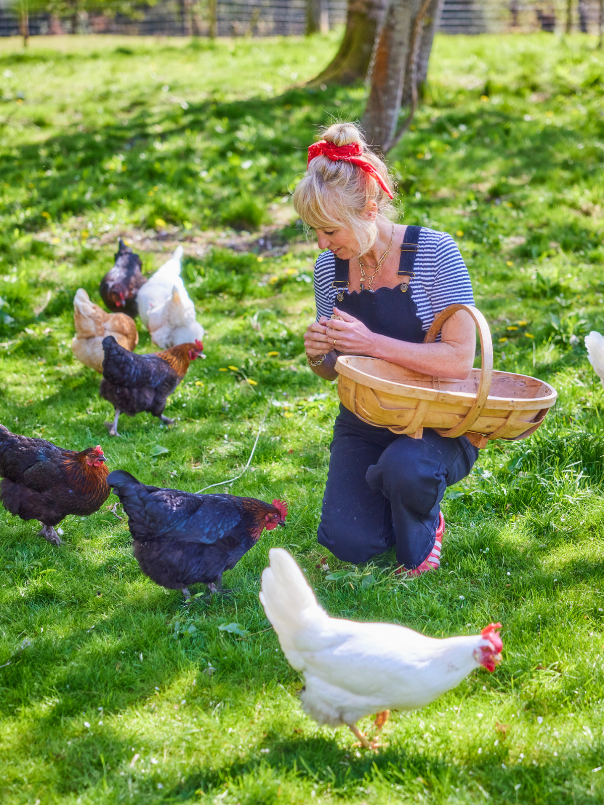 Top 10 Tips On Keeping Hens