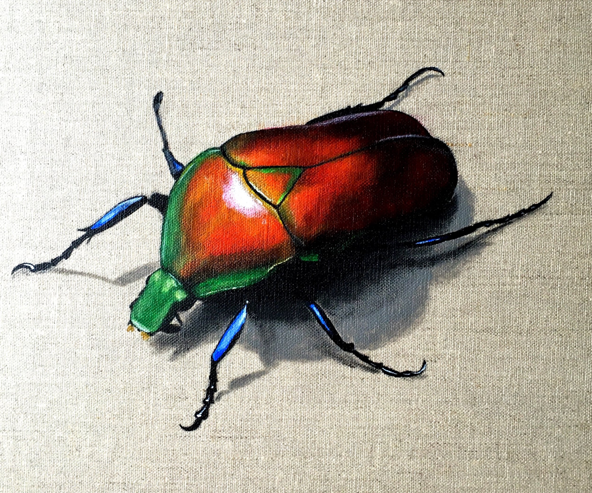 Colourful Beetle
