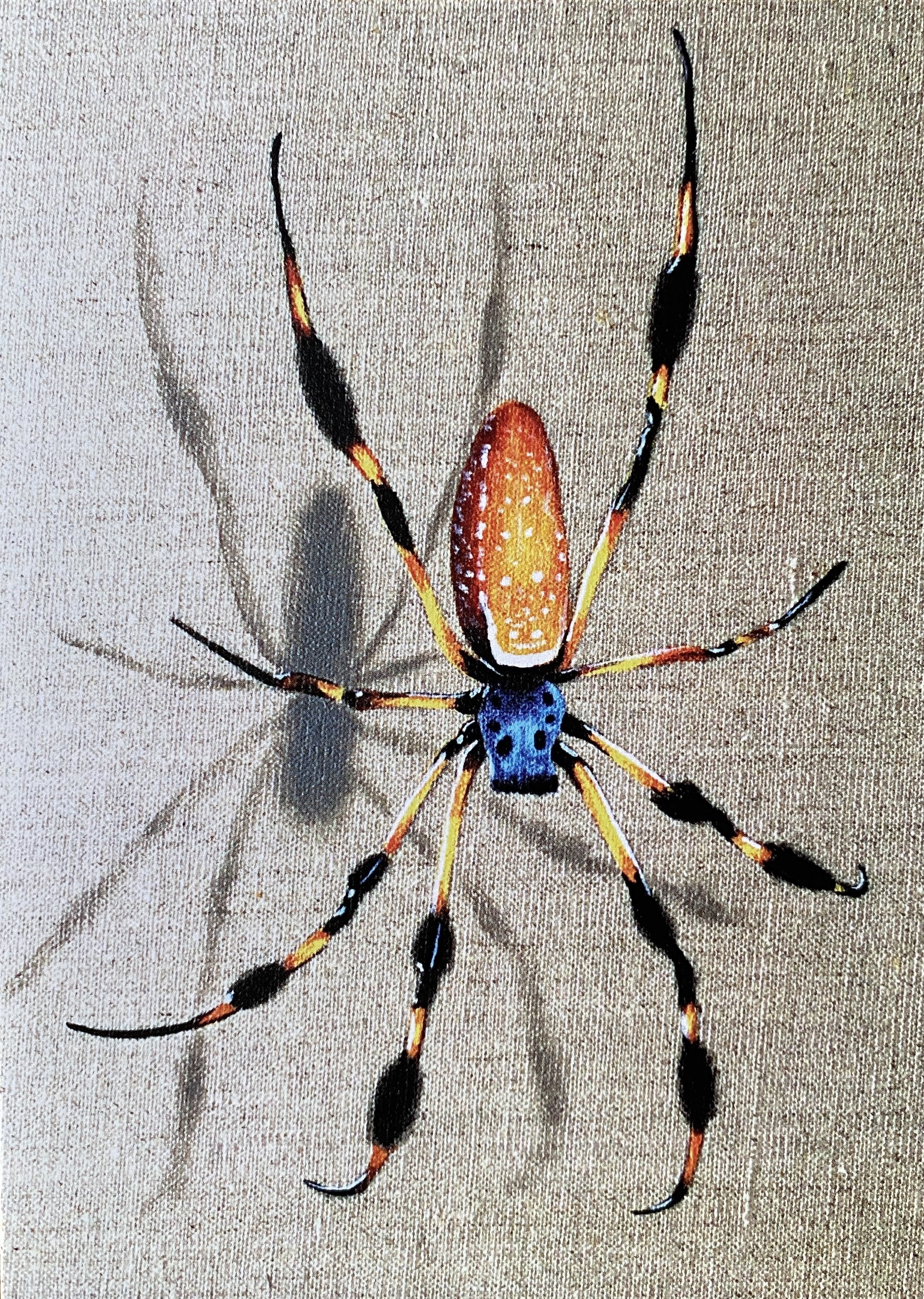 Florida Banana Spider