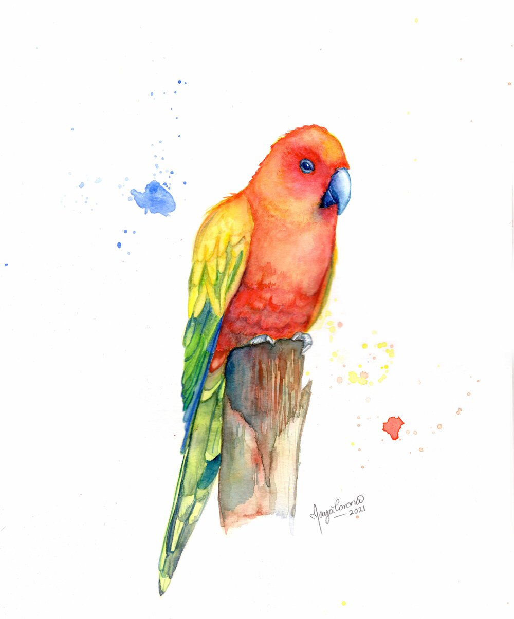The Sun Parakeet Watercolour Original — Maya Corona Art & Design | Fine Art  - Acrylic-Watercolour-Custom Paintings