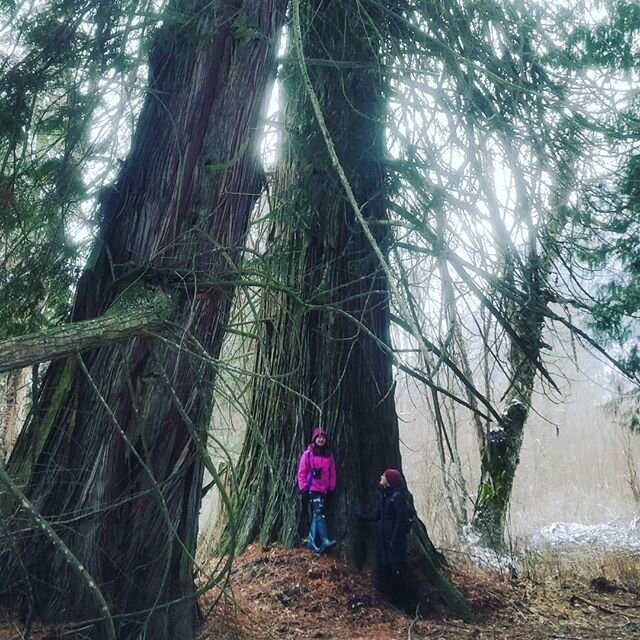 Visited some 800 year old grand mothers,
Followed a bobcat in th snow
A  cayotee witnessed our passing,

Meanwhile,  owl took, in consummate stealth, took flight 📍 ancestral lands of the Ktunaxa

#oldgrowth #cedar #ancientones #kootenayreflections 
@risaanne777 @vvcowan