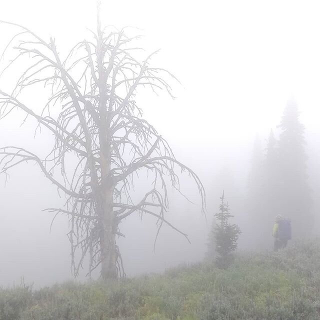 Sentinels in the mist,
Charred, defiant, electrified.
The fallen sepulchre;
Symbiotic, 
Lungs of the CDT
How I breathed you in.... 📍Blackfeet, Ktunaxa, Shoshone sacred lands

#trees #cdtcoalition #bravethecdt #sacredland