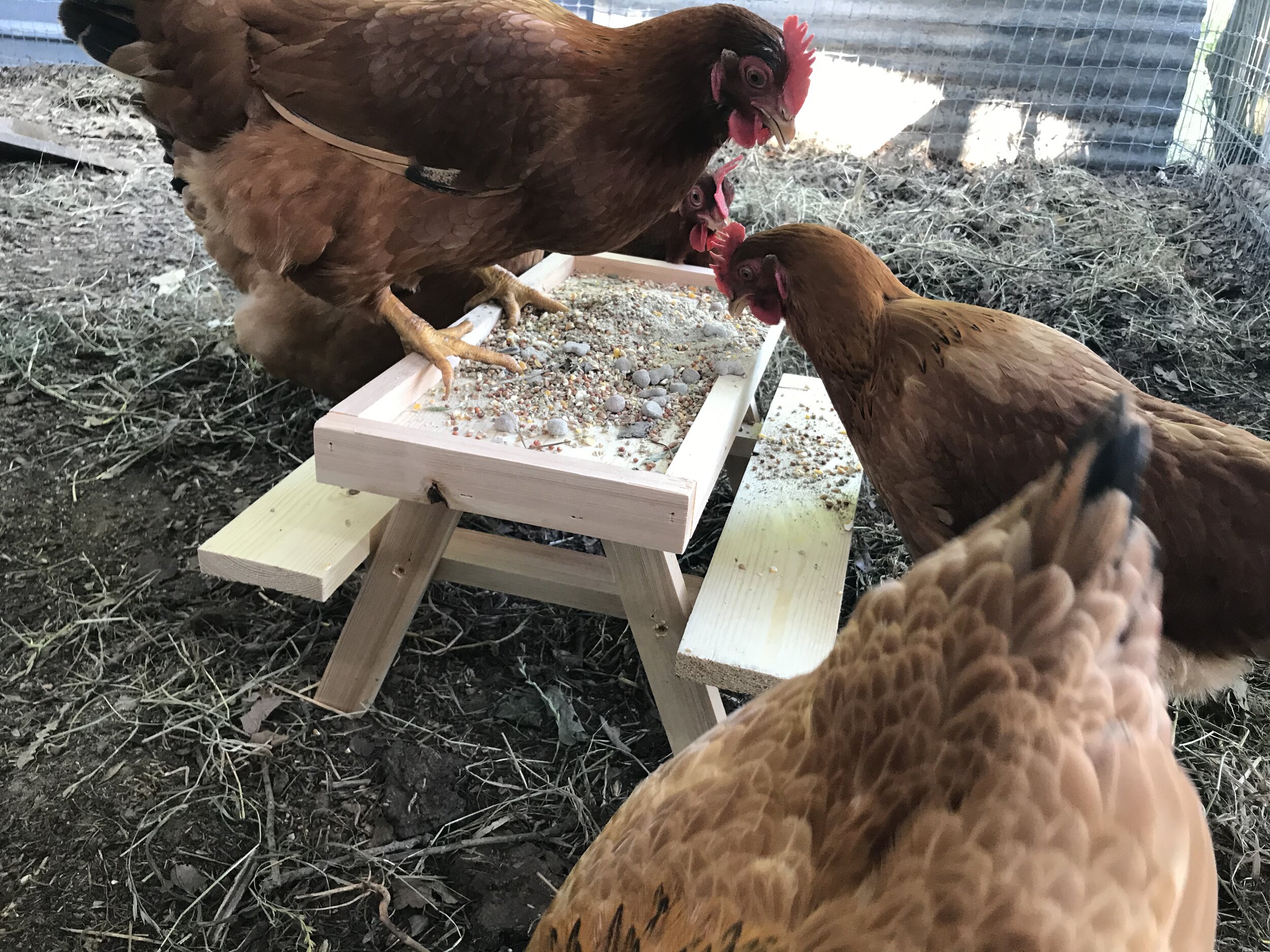 Chicknic Table Plans