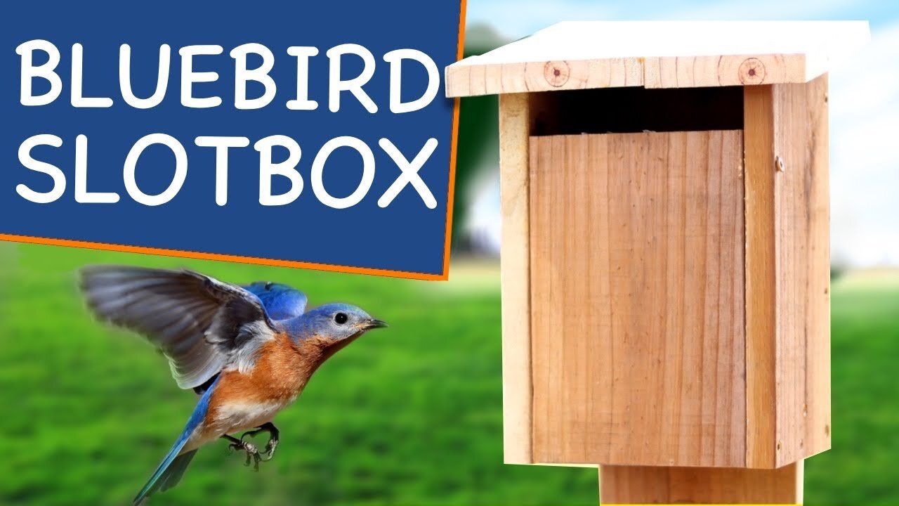 Slotbox Bluebird House Plans