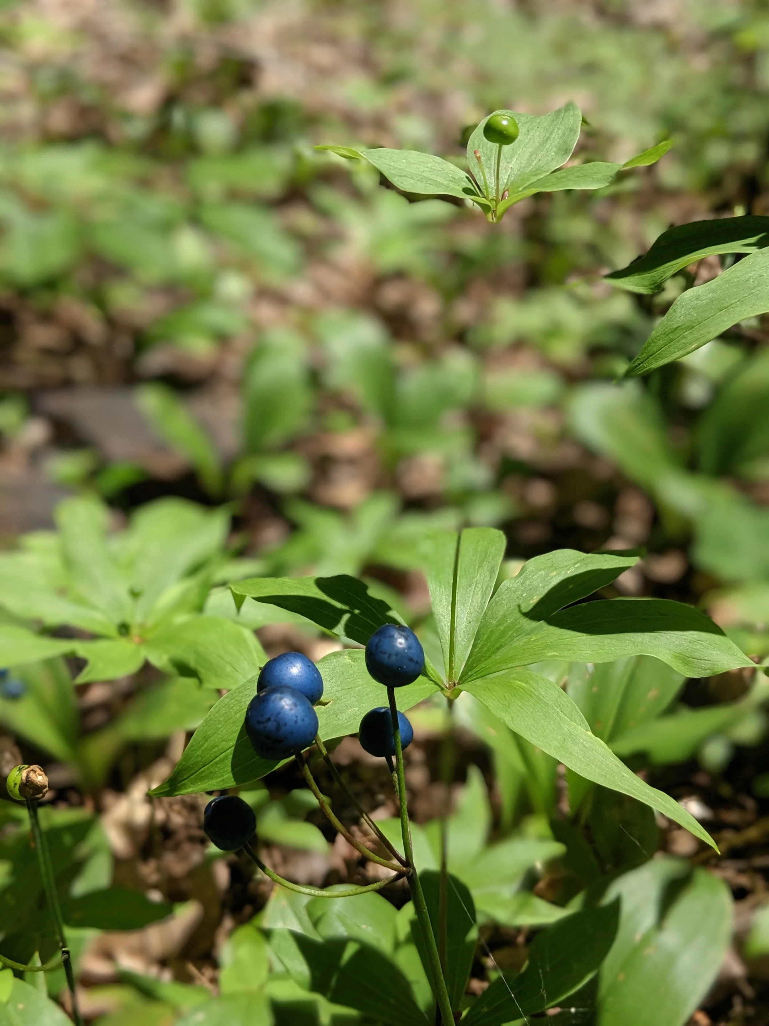 Cueillette de plantes sauvages comestibles : 8 précautions à suivre!