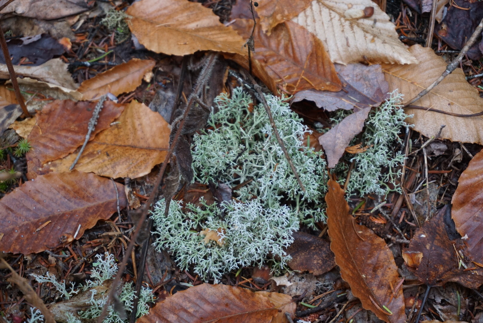 Plusieurs lichens sont comestibles au Québec