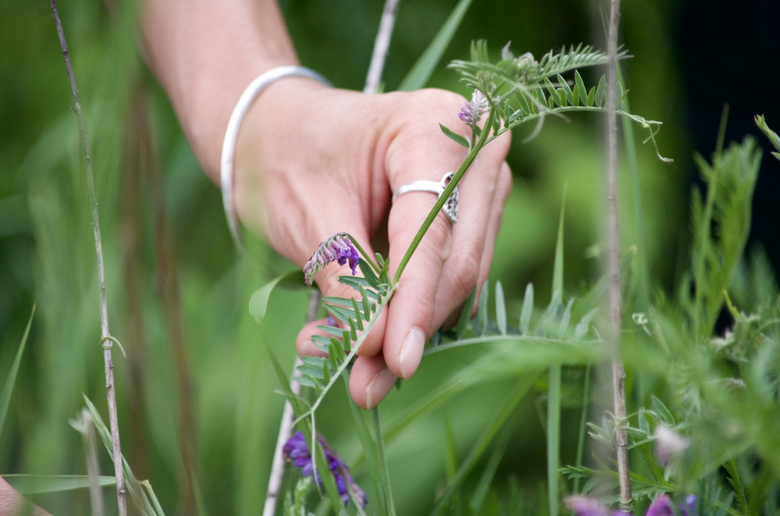 Fleur comestible de vesce jargeau