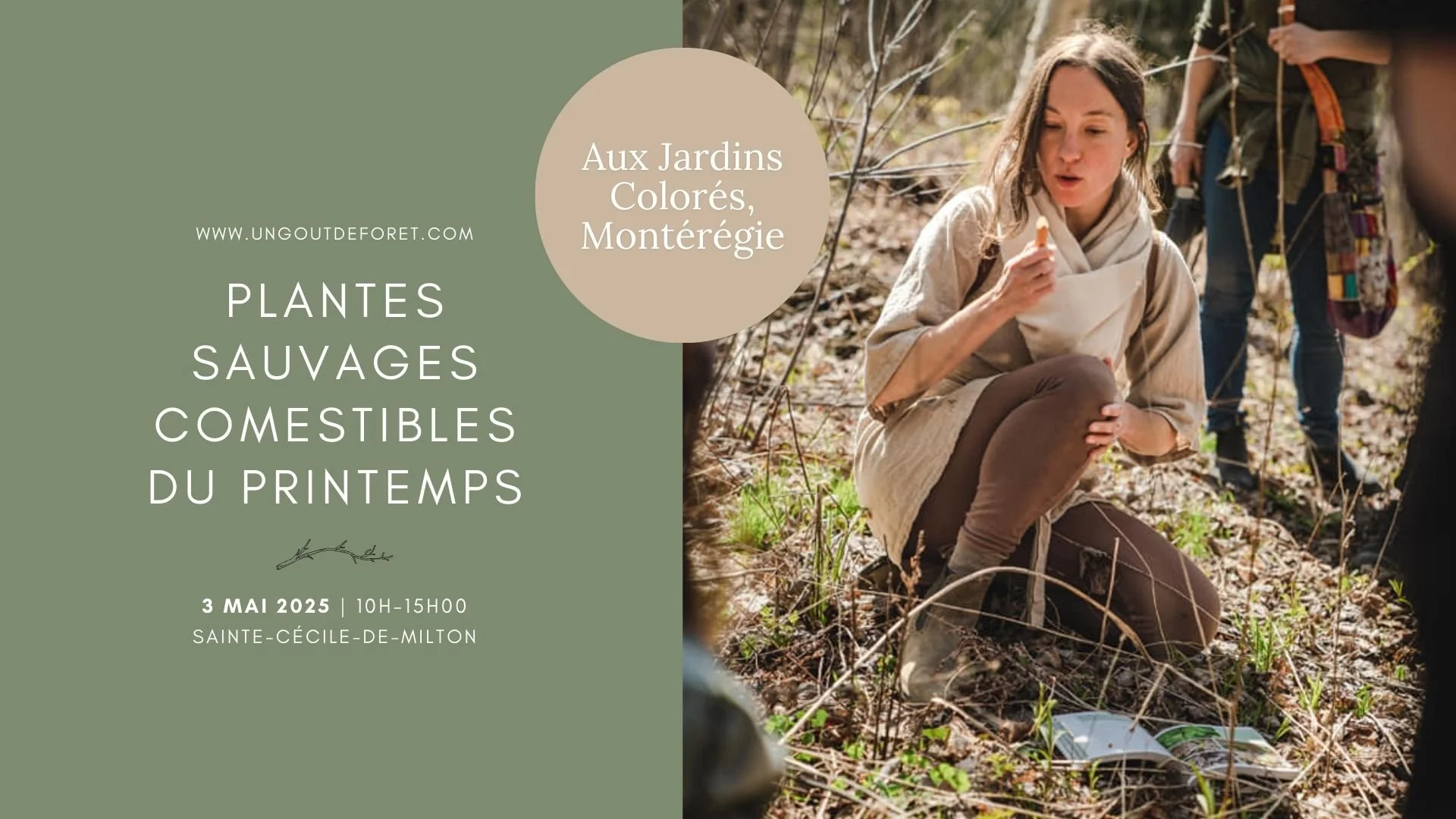 Plantes sauvages comestibles du printemps – 3 mai 2024 – 10h à 15h00- Sainte-Cécile-de-Milton