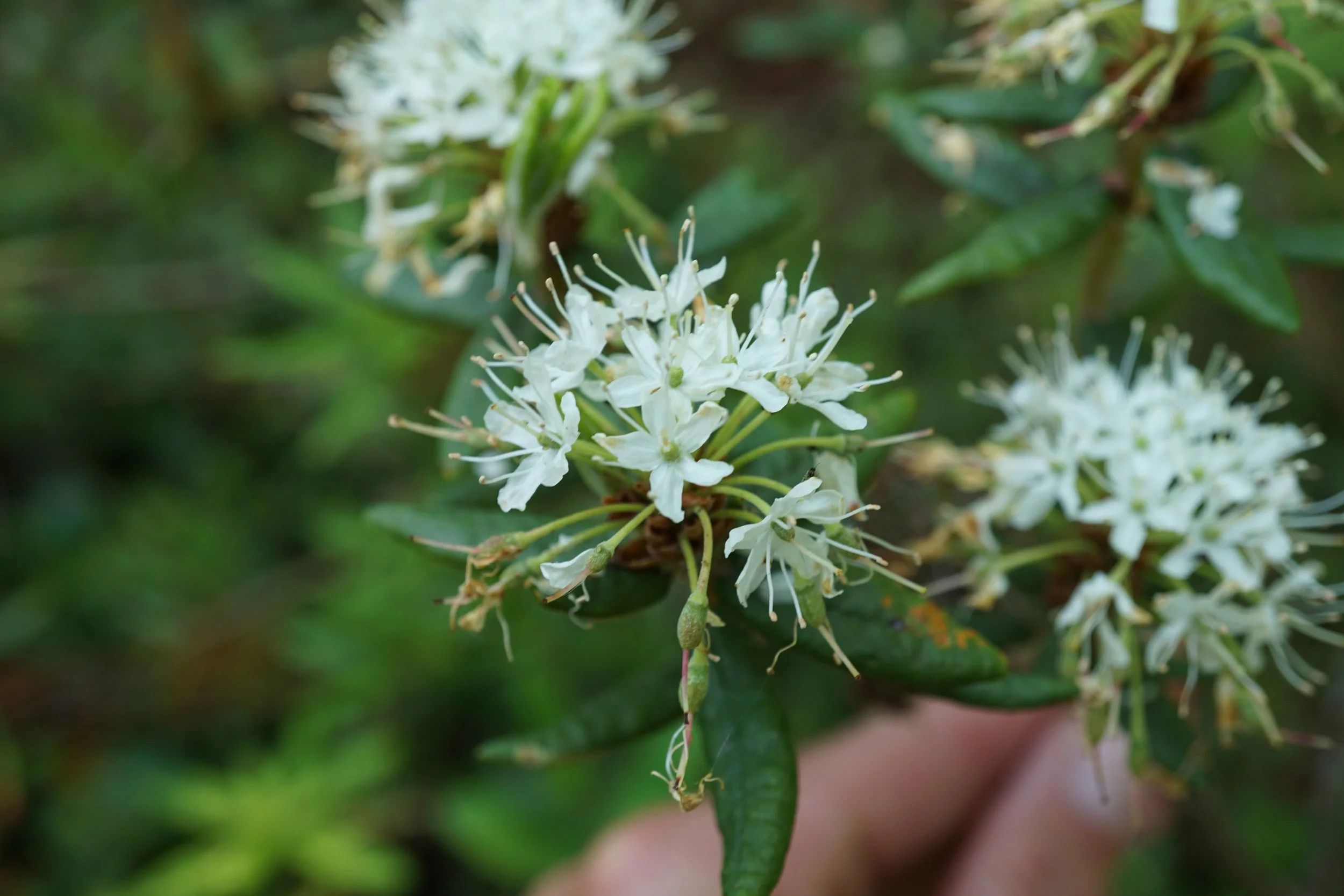 Fleurs de thé du Labrador, comestibles et médicinales