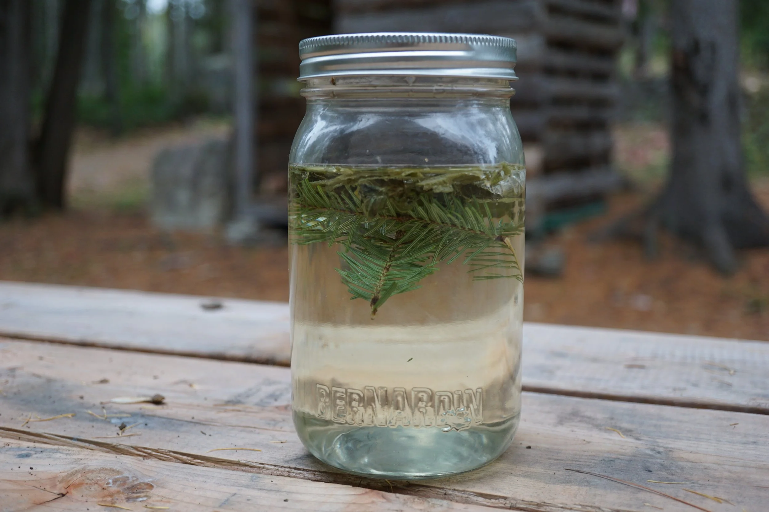 Infusion de sapin baumier : le plein de vitamine C !