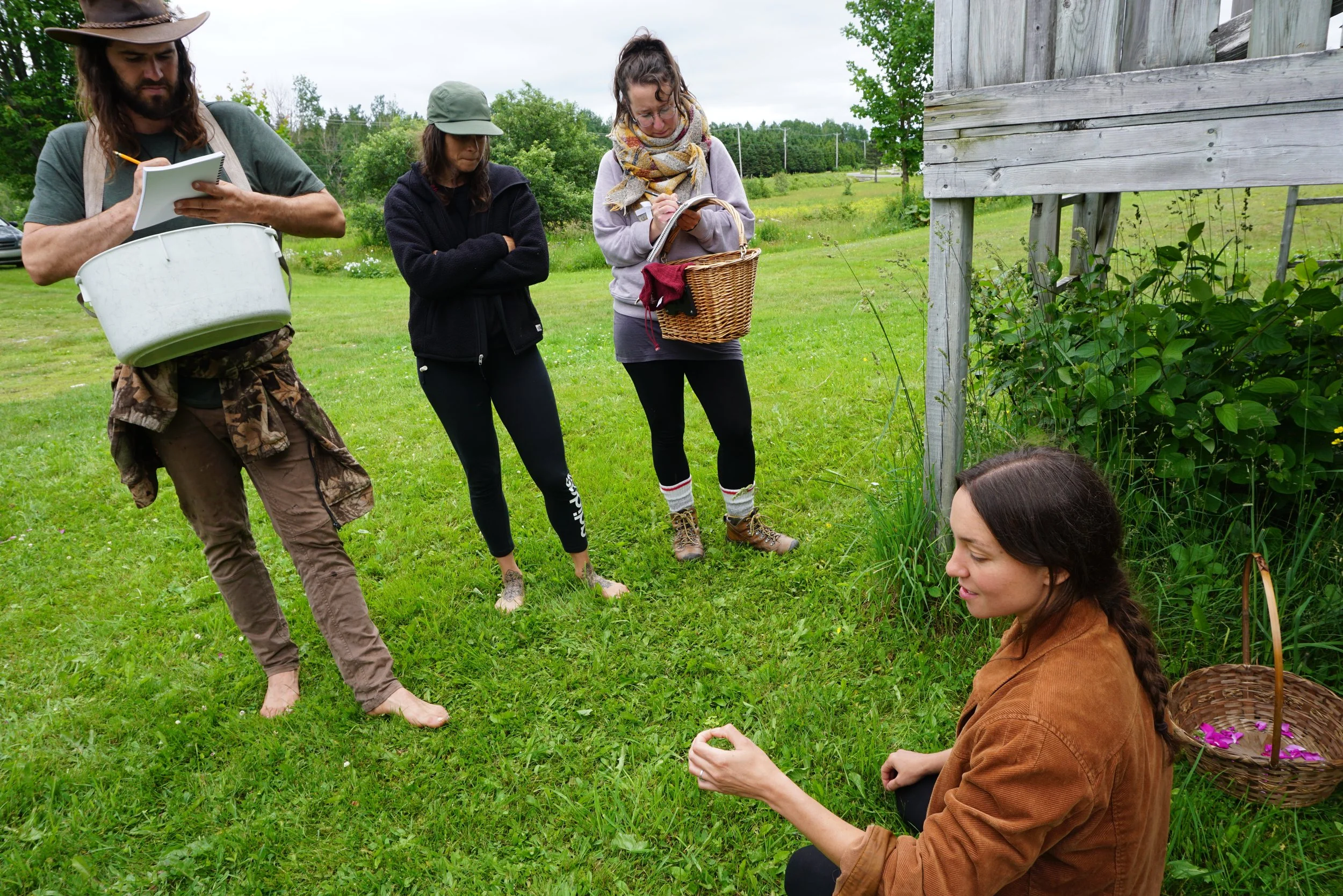 Cueillette de "mauvaises" herbes comestibles