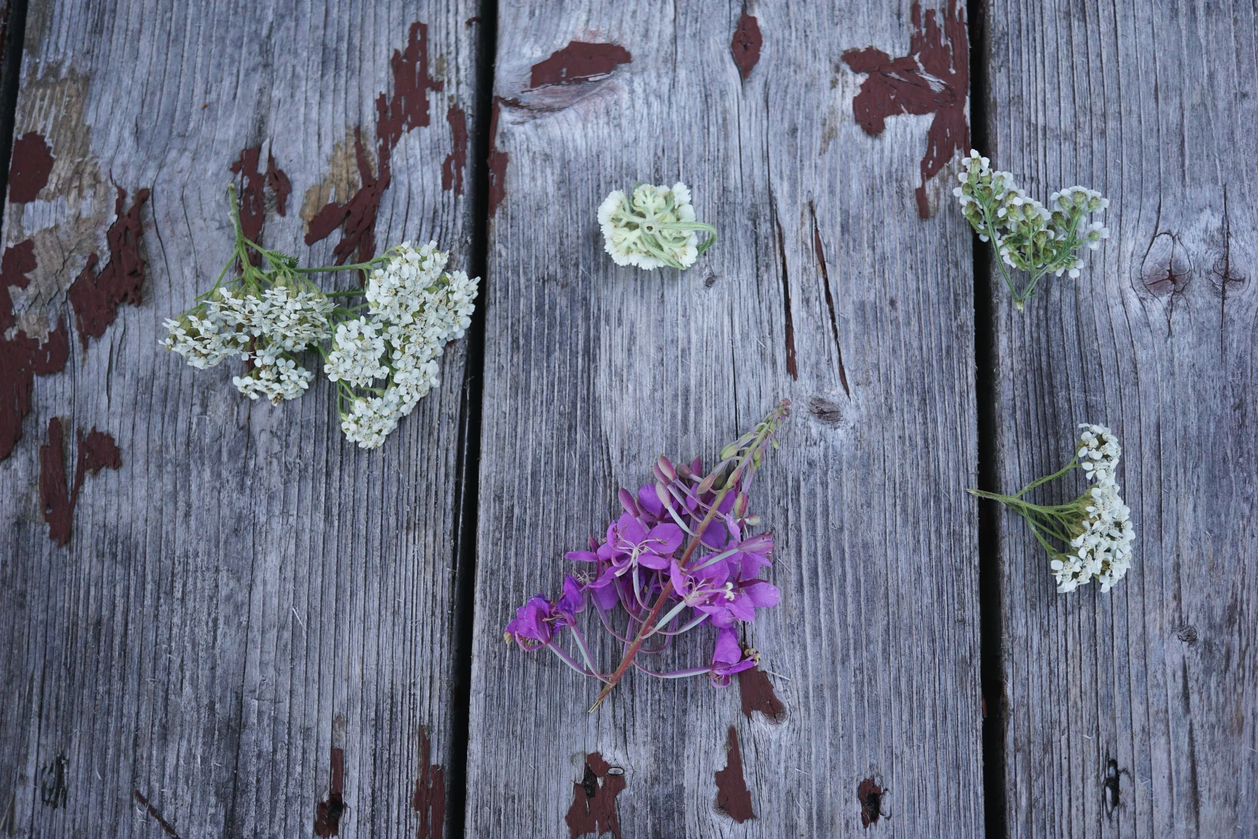 L'achillée millefeuille et l'épilobe à feuilles étroites