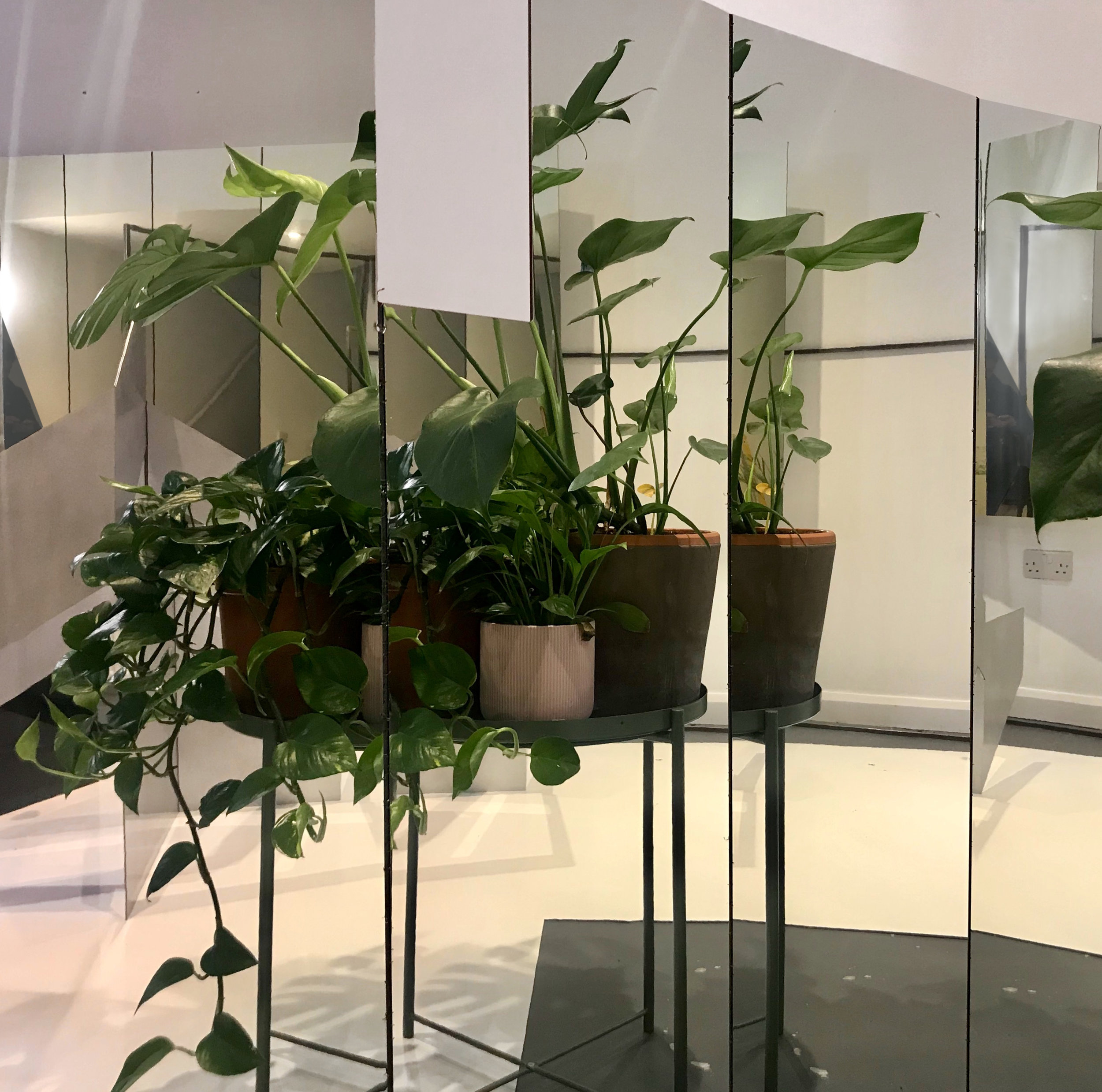 4. Plants in the clear mirror.jpg