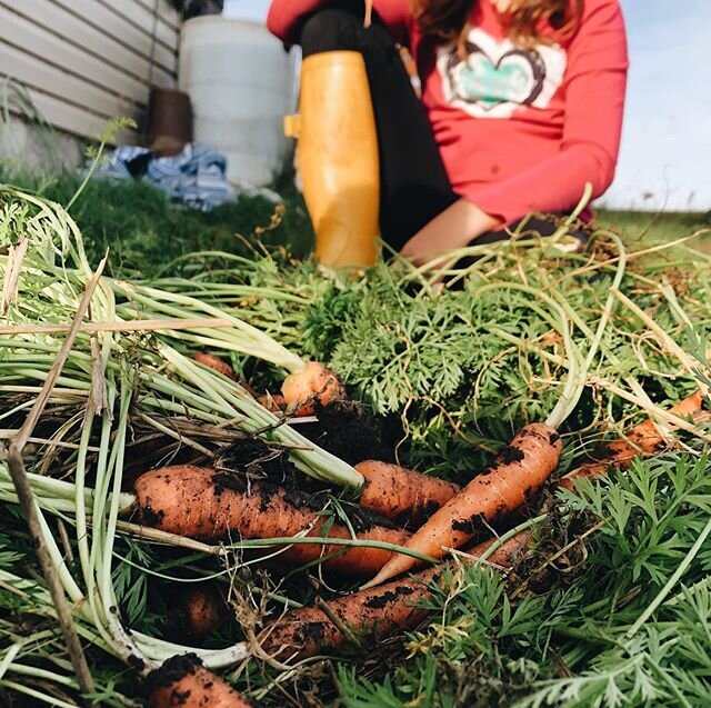 #csaday is just a few days away! Stay tuned on Friday if you&rsquo;re looking for fresh, local vegetables delivered to your door all summer long ☀️