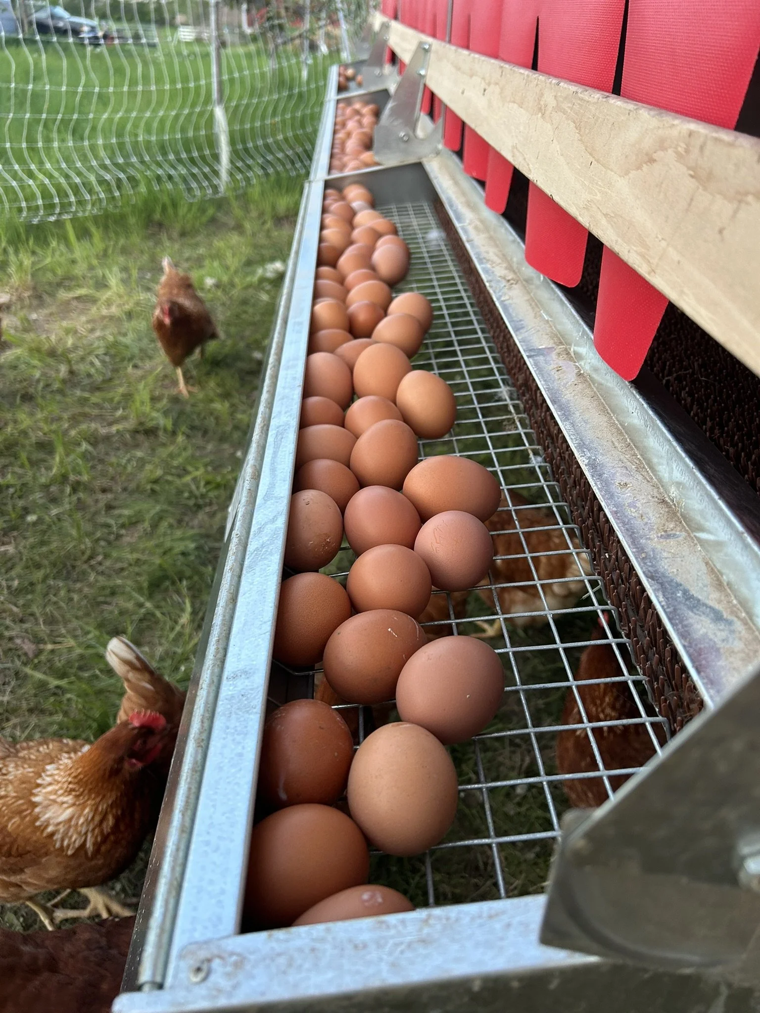 Pasture-raised Eggs