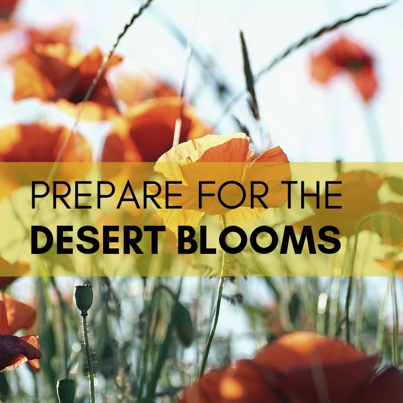 desertblooms.jpg