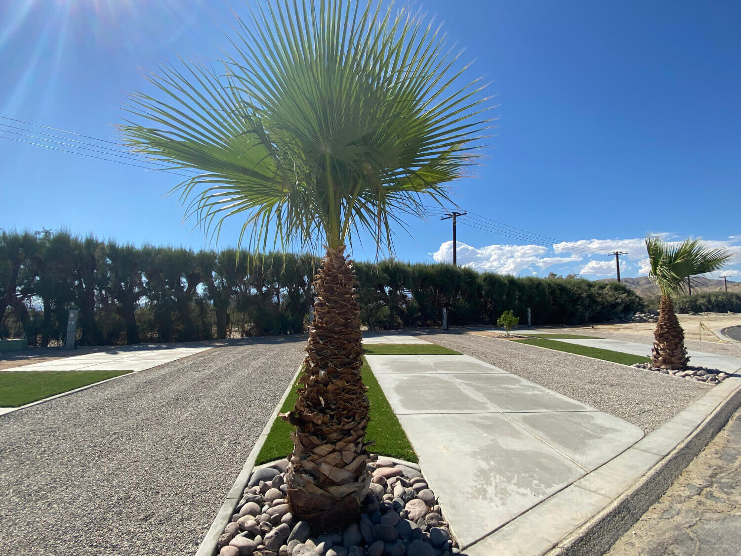 upgraded-rv-site-palm-tree.jpg