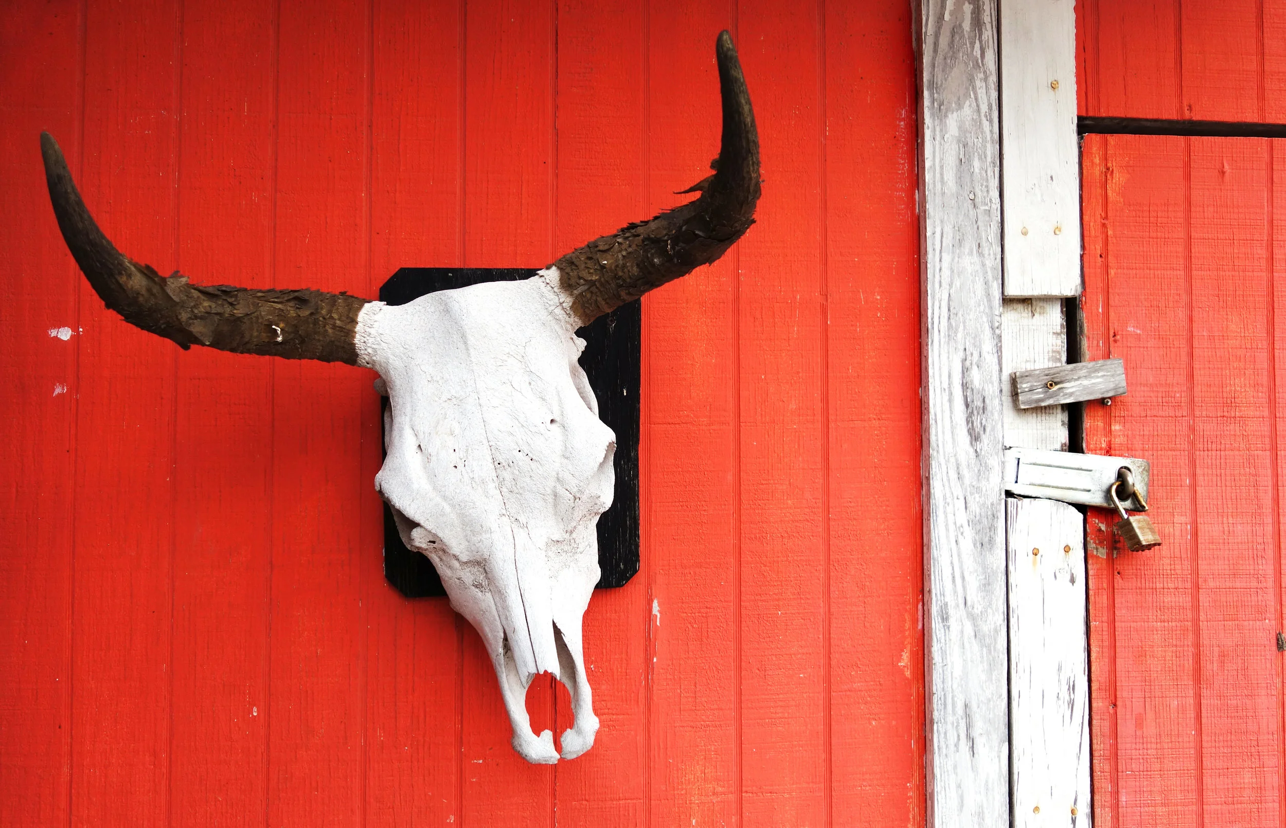 horns2.jpg