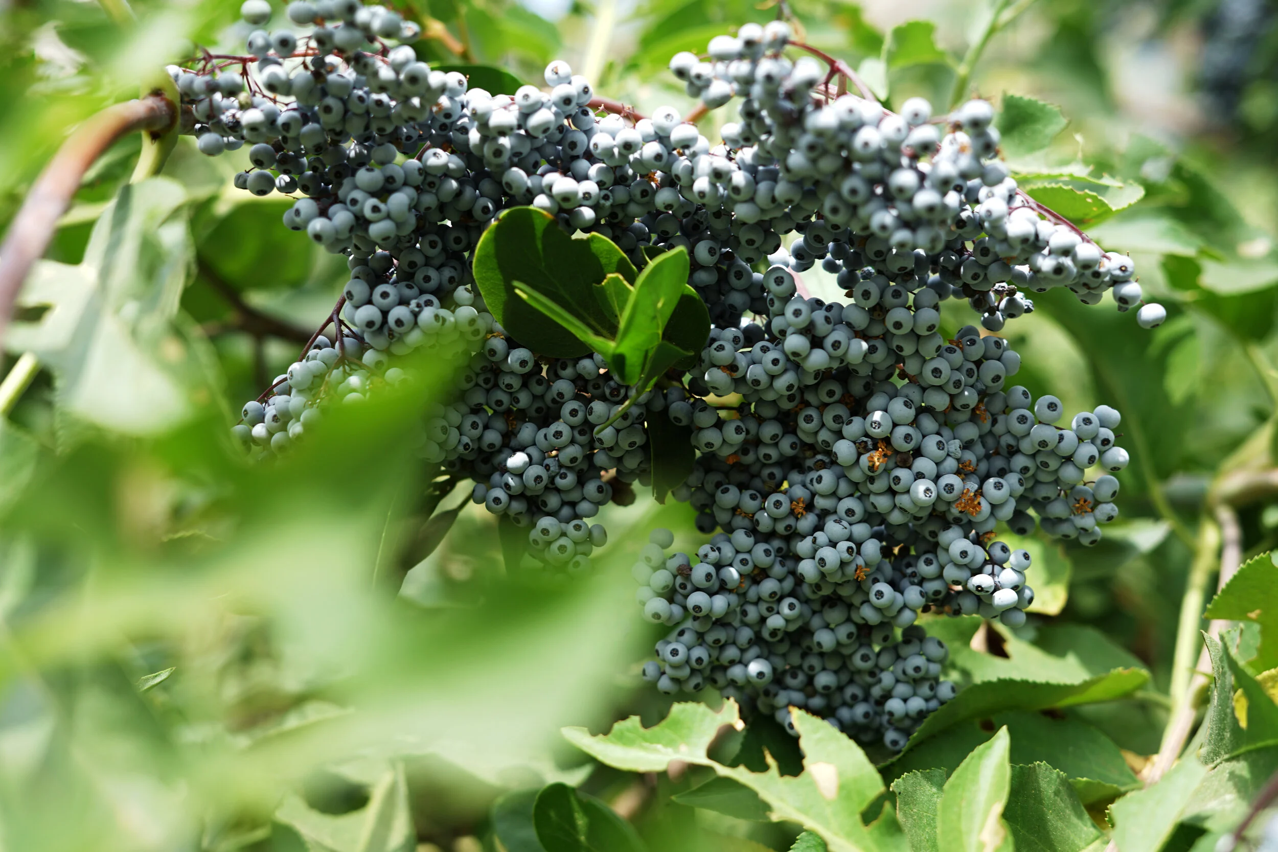 elderberry.jpg