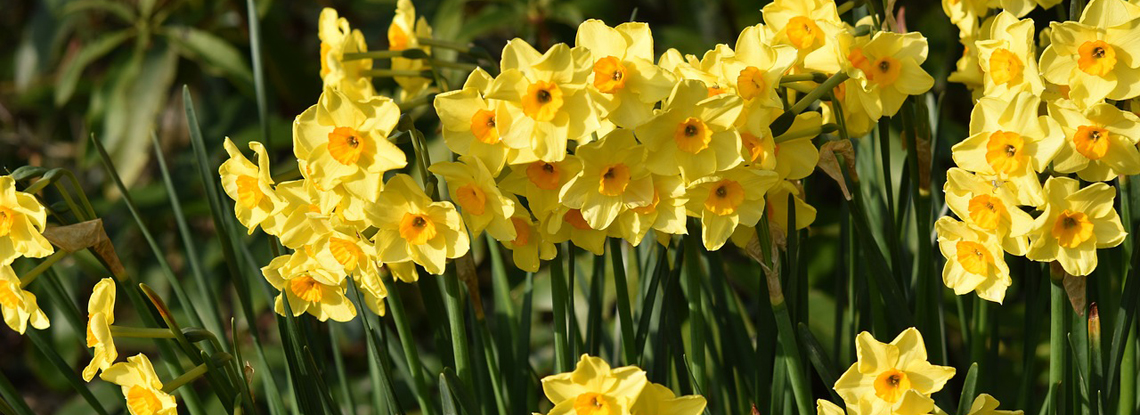 spring-landscape-daffodils.jpg
