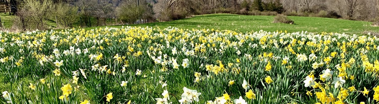 Daffodil field.jpg