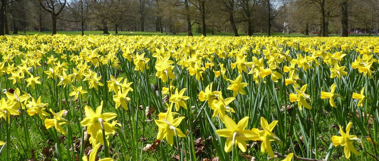 daffodils 2.jpg