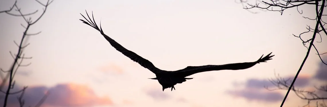 Hawk image from photo contest.jpg