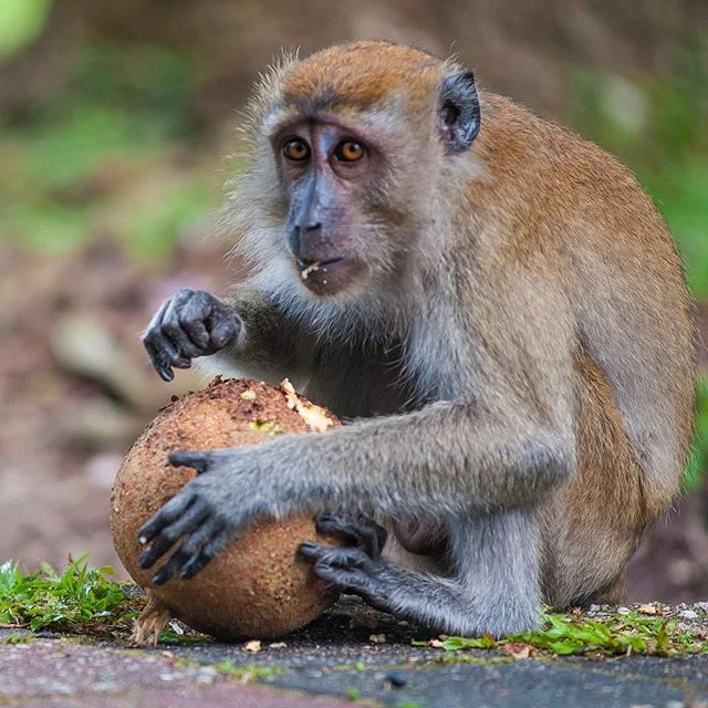 I haven&rsquo;t been out taking many exiting photos recently, so here&rsquo;s old one of a monkey munching on a coconut. 🥥🐒 .
.
.
.
#monkey#coconut#malaysia#asia#nikon#photography#wildlife#natgeo#nationalgeographic#old#tbt#photographer#instagood#in